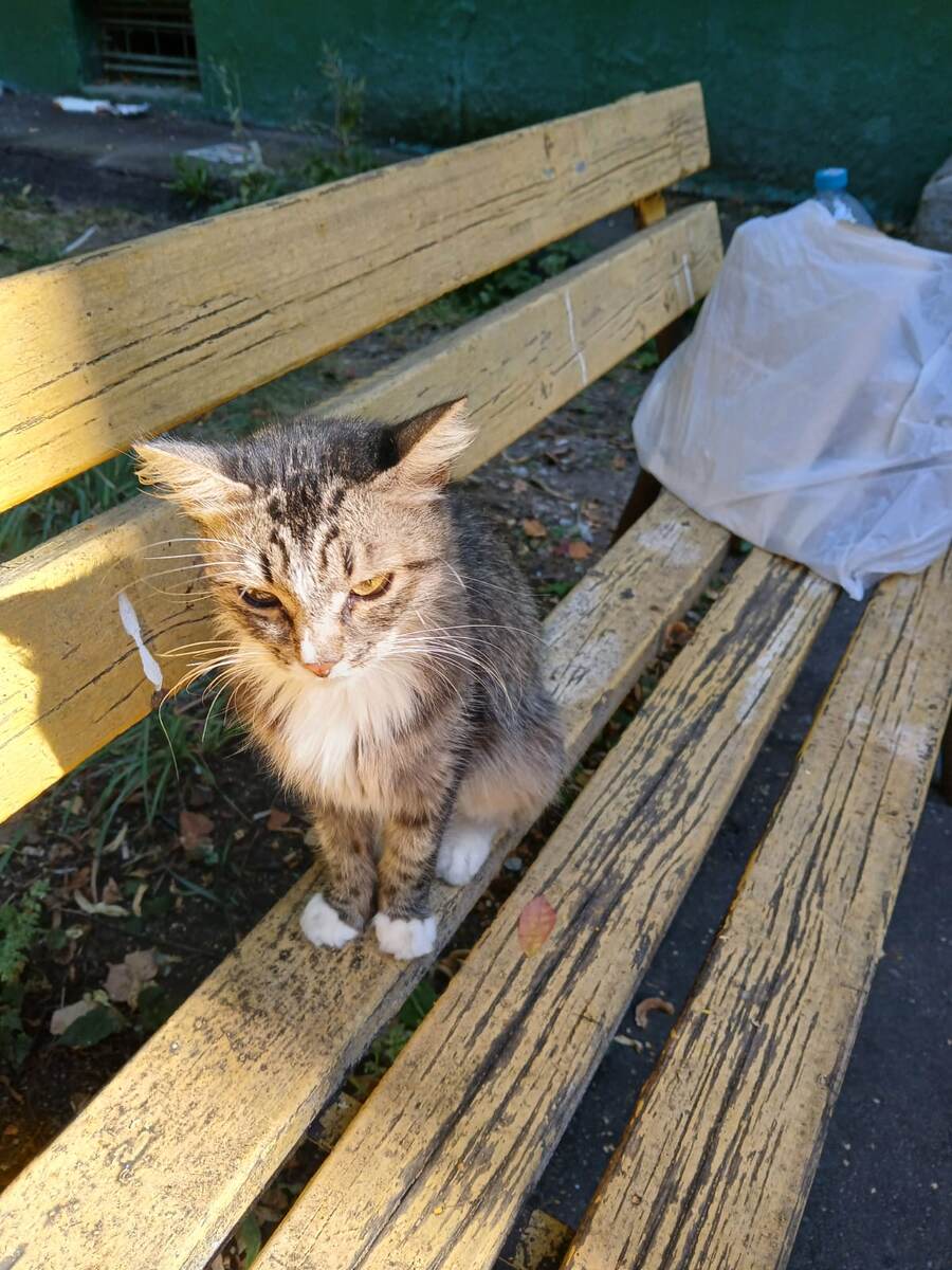 Мяу. Как жить дальше не знаю...