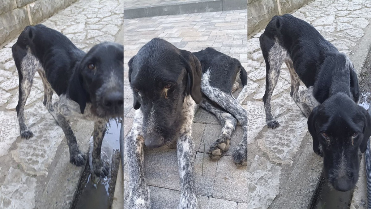    Вот такой он был, когда нашли