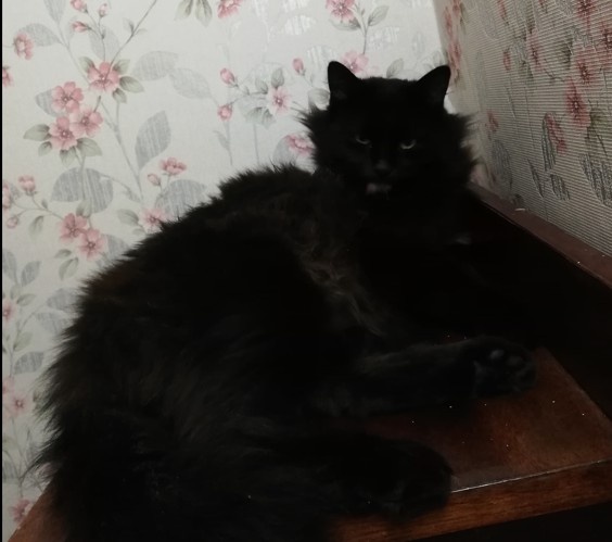 Стич- страстный любитель эустом.