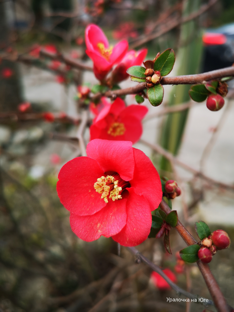 Цветение японской айвы в феврале 