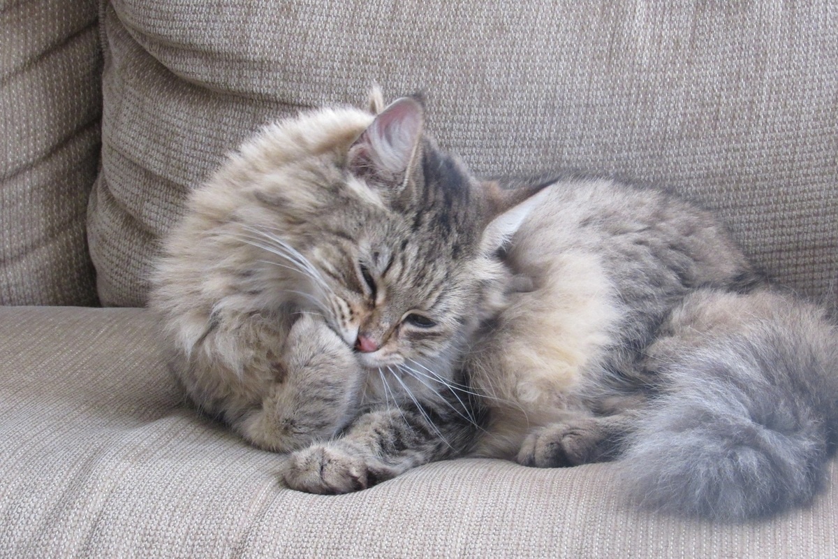 источник фото: https://static.mk.ru/upload/entities/2023/02/14/09/articles/facebookPicture/1b/fc/0f/46/f2d74a6967931fca3c8c799cddce5183.jpg