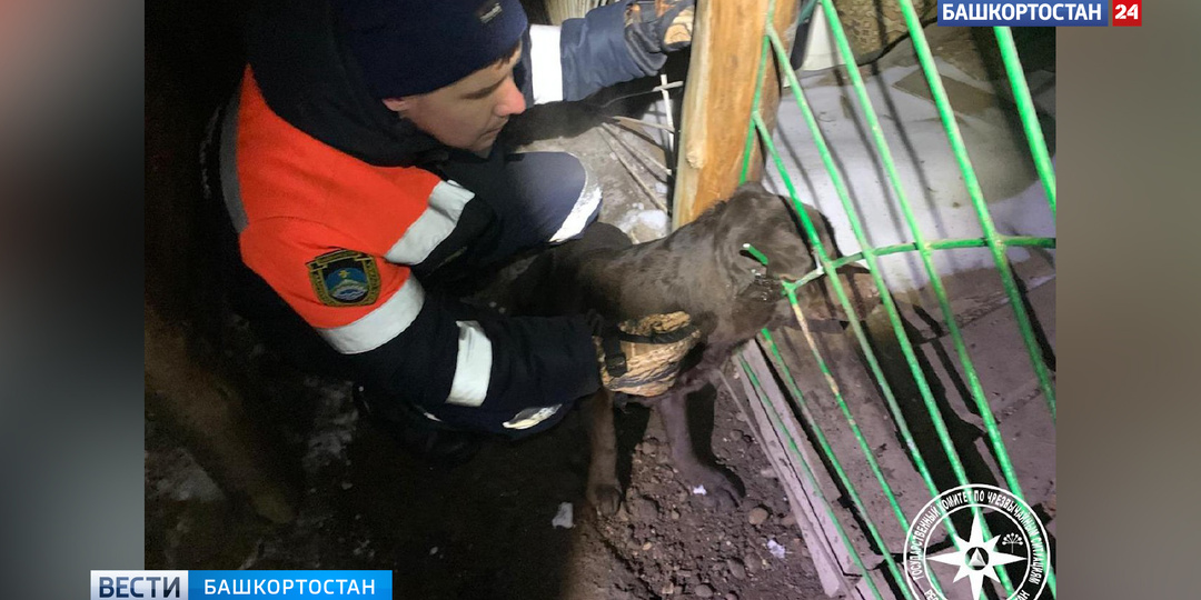 В башкирском Кумертау спасли застрявшую в металлическом ограждении собаку