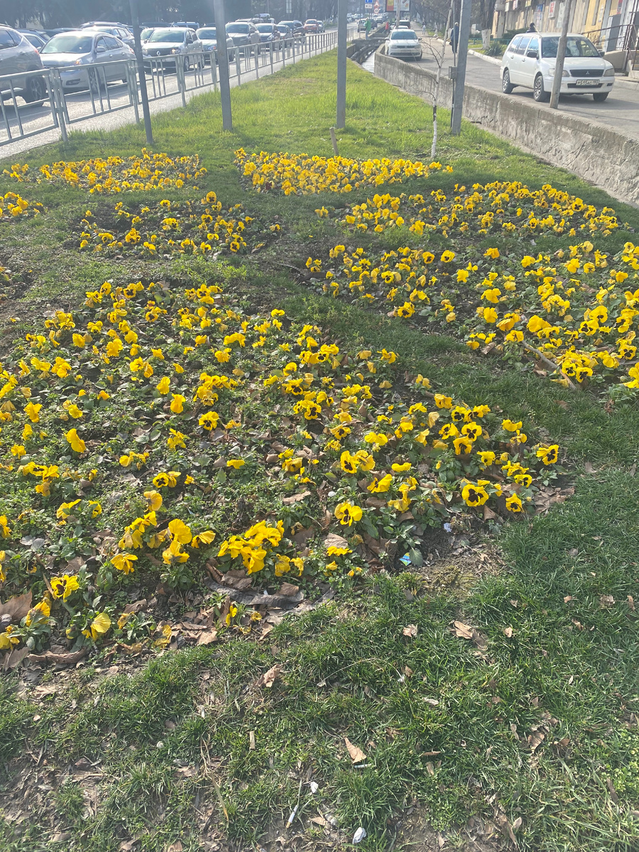 Новороссийск январь 2025 год