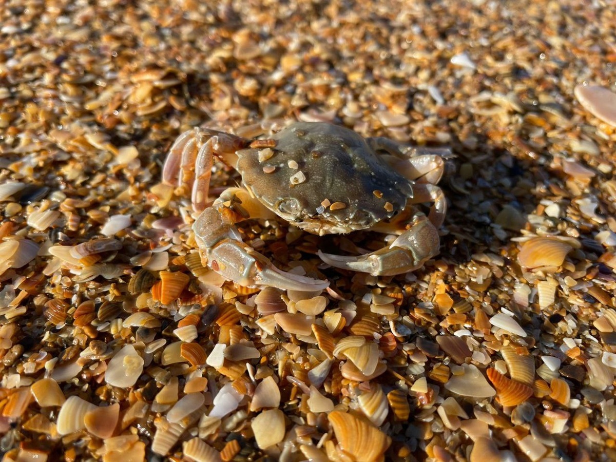 Повстречали краба.