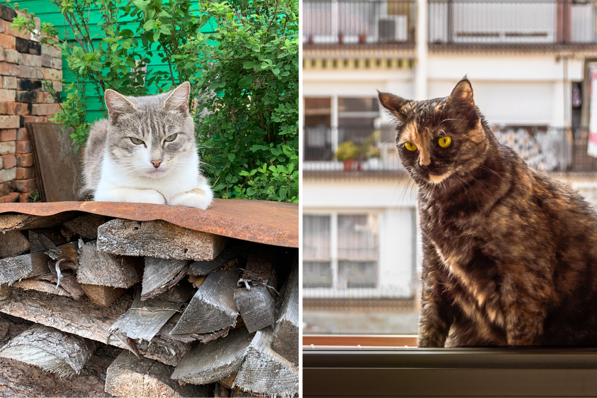 Кошка в деревне vs кошка в городе