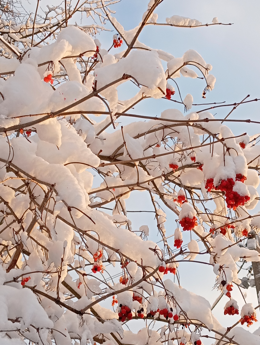 Калина на закате. 