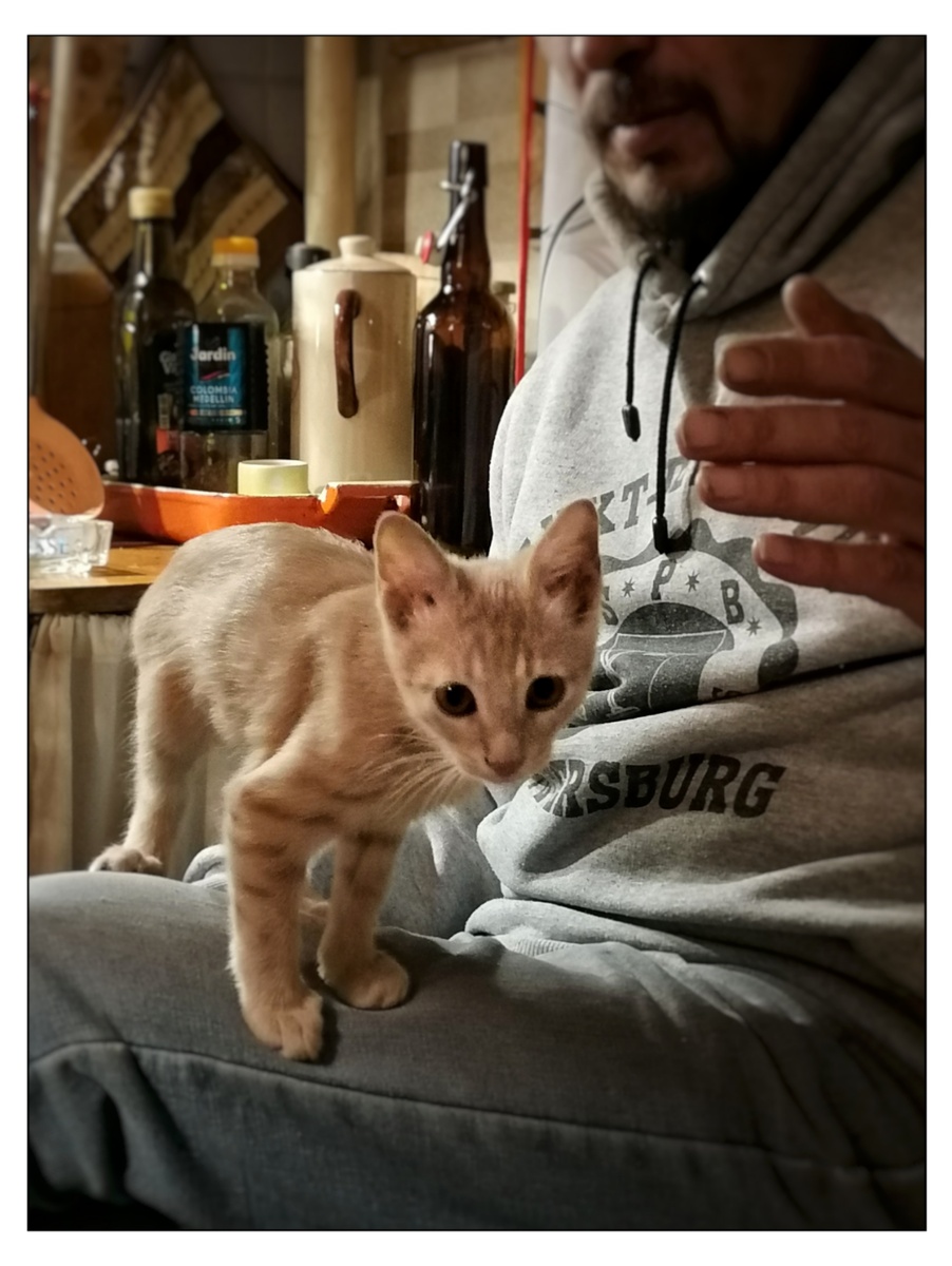 Наша маленькая рыженькая Гаргулья!