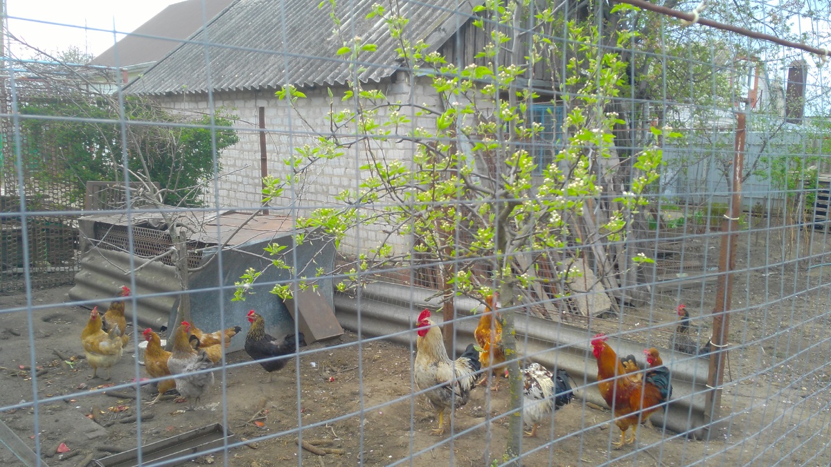 Вон та курица, которая с серым хвостом, и оказалась самой сообразительной.