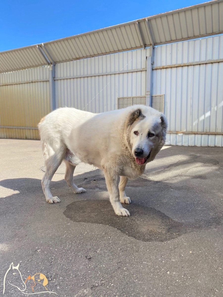 Фото фонда защиты животных «Сострадание НН» / «ВКонтакте»