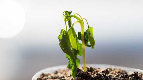    Азот, фосфор или калий: вялые листья подскажут, чего не хватает рассаде Богдан Герцен