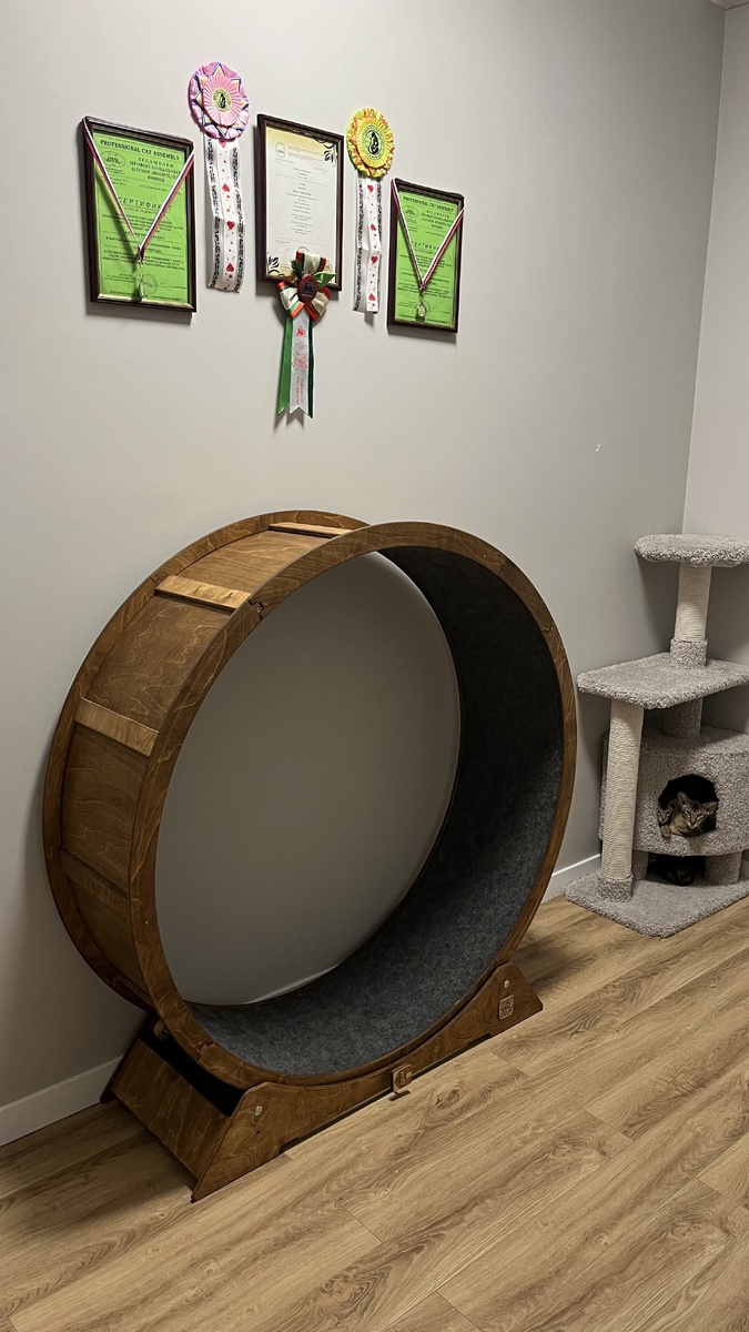 Питомник YukaOriCats