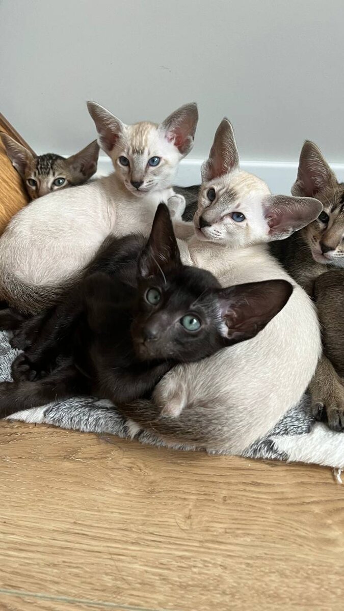 Котята питомника YukaOriCats