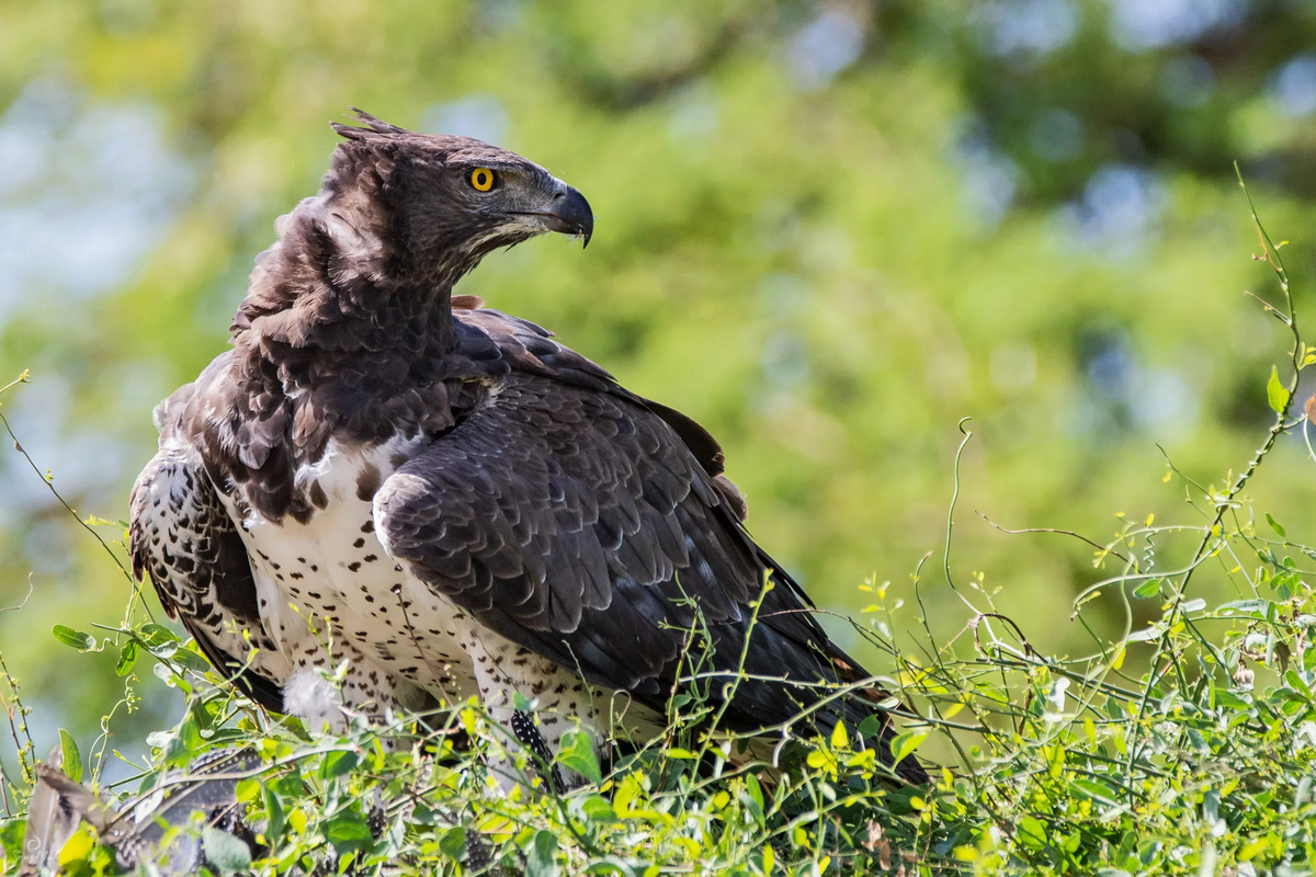 Венценосный орел. Фото взято из открытого источника.