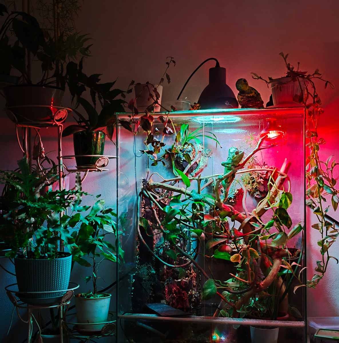 Дом нашего хамелеона