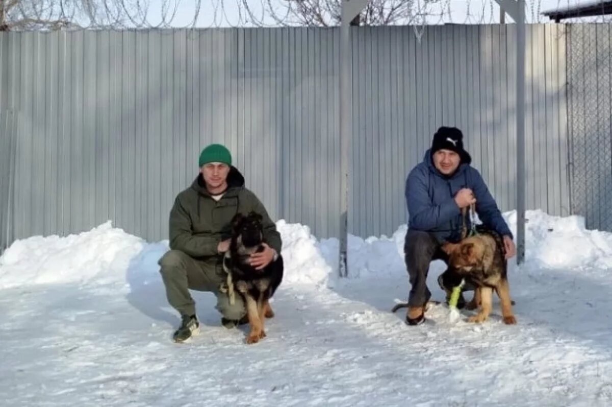    Воронежский питомник отправил двух щенков овчарки на службу в Адыгею