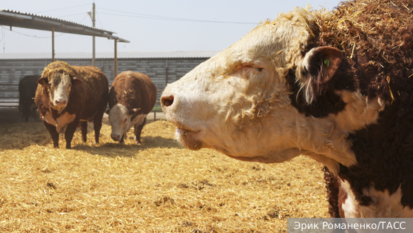     Фото: Эрик Романенко/ТАСС   
 Текст: Дарья Григоренко