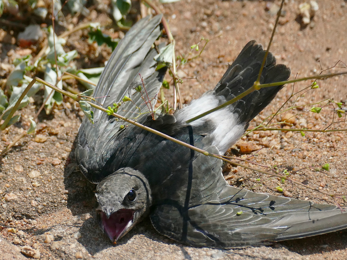 Подбрасывать найденного стрижа нельзя! Если птица оказалась на земле, попробуйте аккуратно поднять её, осмотреть и усадить на возвышенность. Подбирать стрижа лучше в перчатке или через ткань. Если выглядит здоровым, но не улетает, значит обезвожен. В таком случае надо отпоить. Не помогло? Обратитесь за помощью в центр реабилитации птиц или к ветеринару орнитологу. Фотография: berniedup, CC BY-SA 2.0