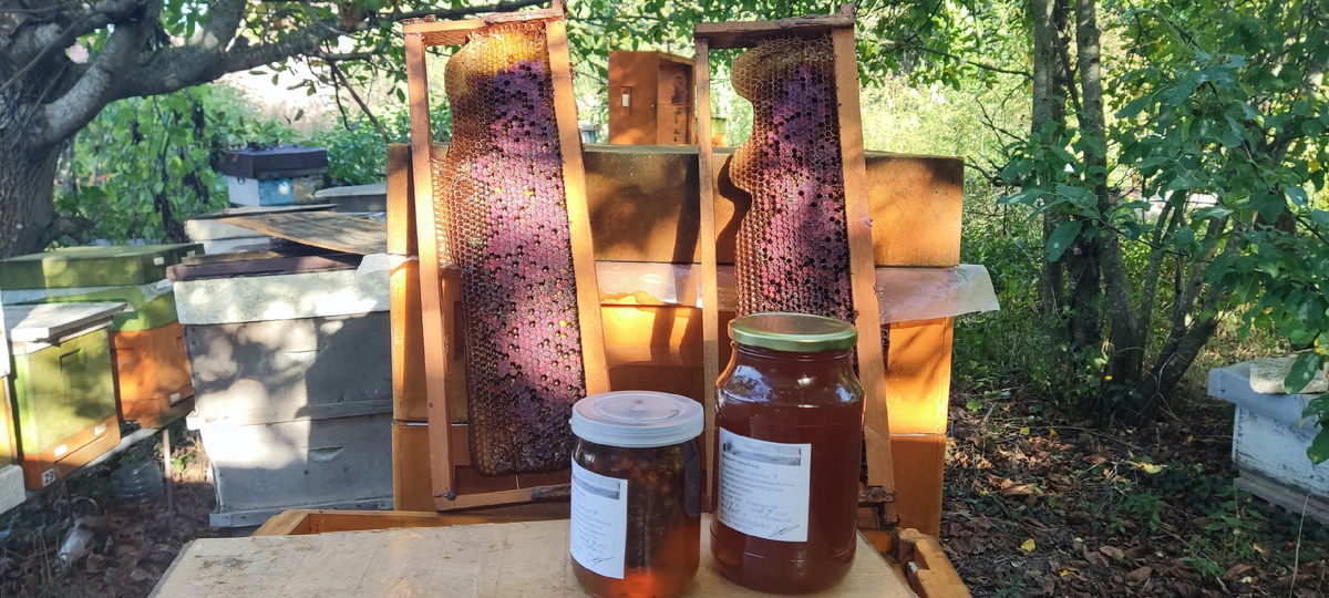 Соты с пергой на нашей пасеке!