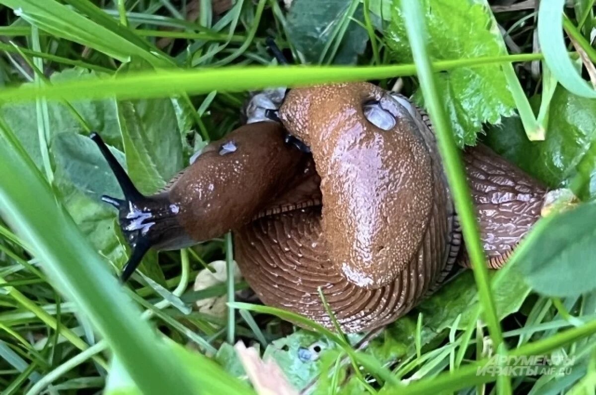    Советы садоводам: эффективные способы борьбы с слизнями и муравьями