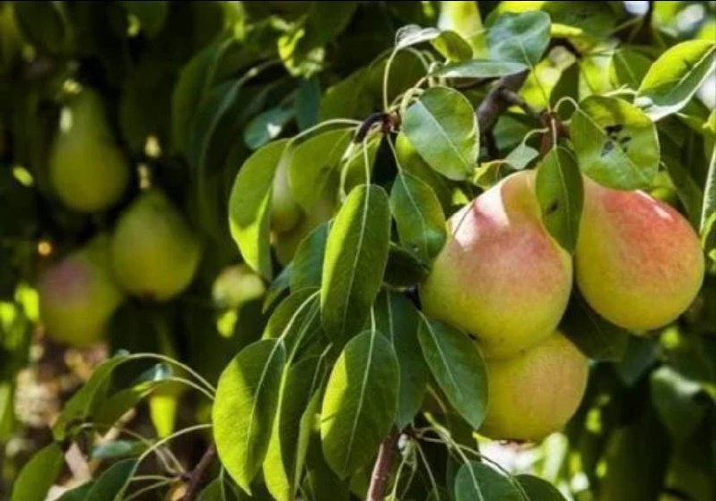 Фото из открытых источников