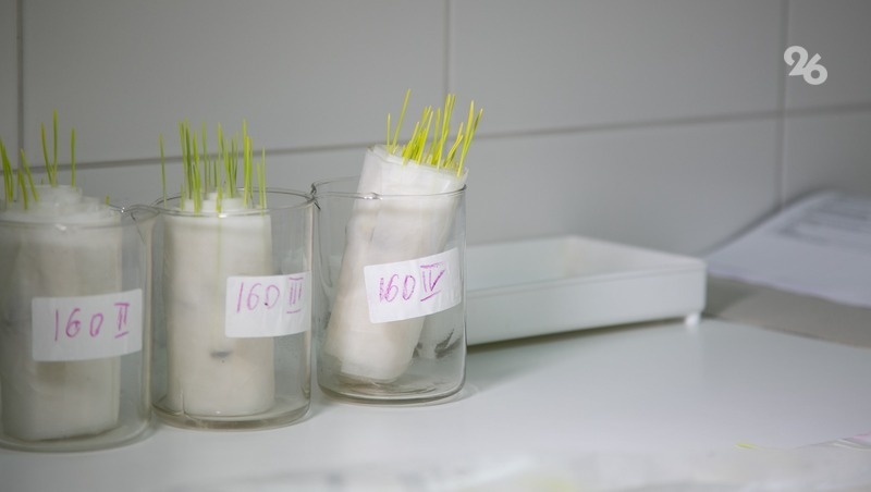    Образцы семенного материала Фото: Валерия Алтухова / / ИА «Победа26»