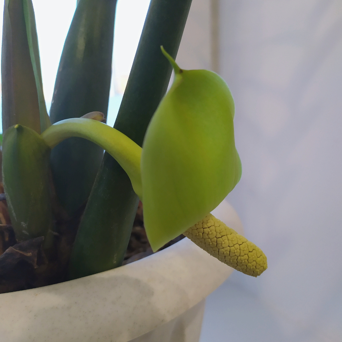 Цветок-початок