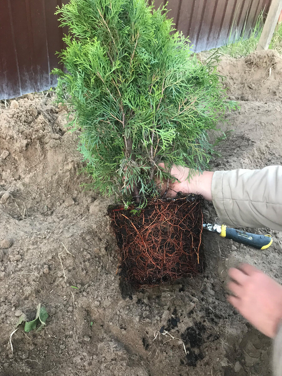 земляной ком необходимо резать либо расправлять, размачивая корни в воде