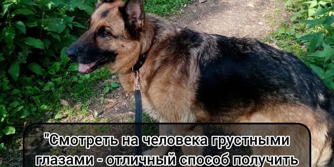 Смешные собачьи мудрые мысли в картинках.