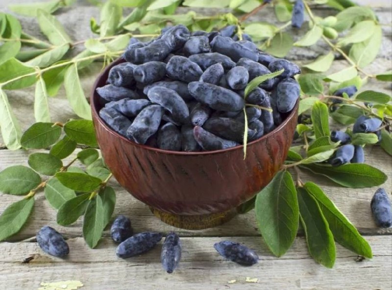 Фото из открытых источников