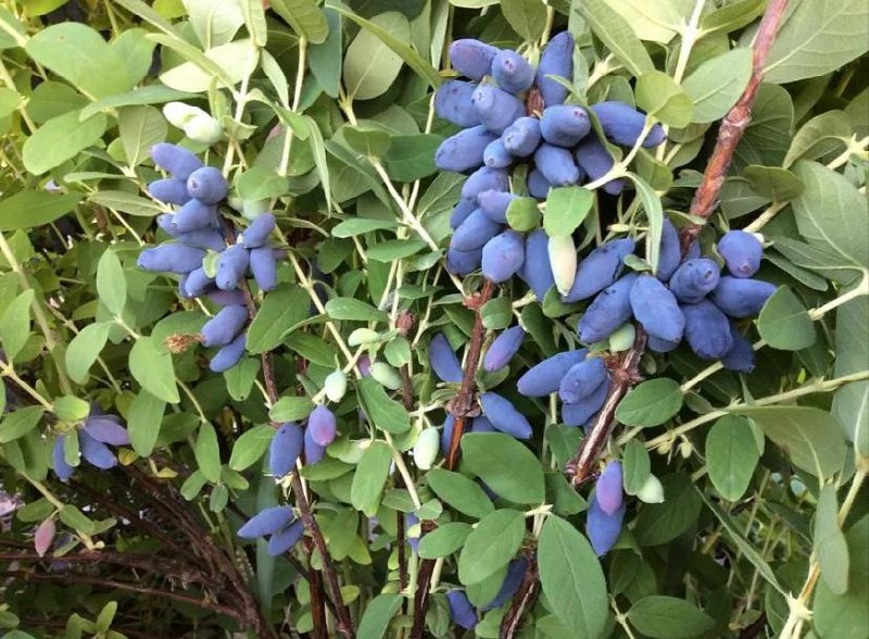 Фото из открытых источников