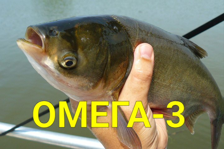 Толстолобик