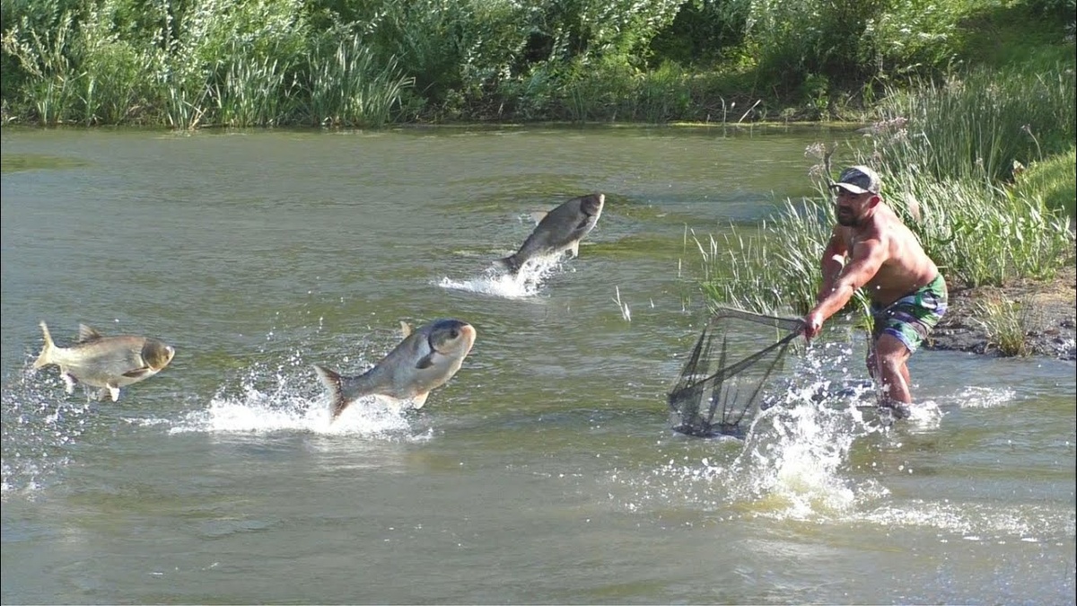 Летающий карп