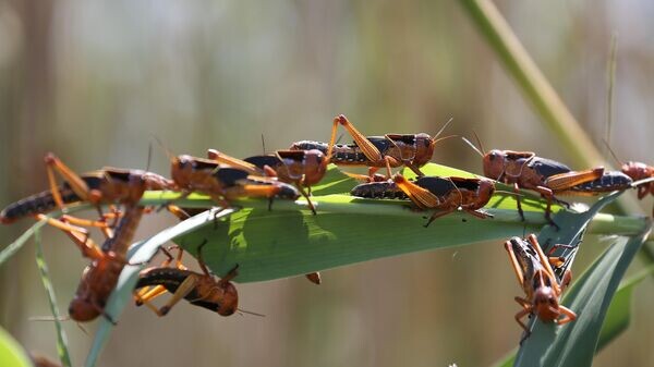    © Sputnik / Виталий Тимкив