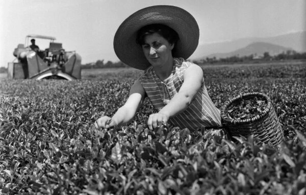 В СССР чай производили в Грузии. Потом в Азербайджане и Краснодаре. Фото © ТАСС / Киквадзе Гиви, Соколов Б.