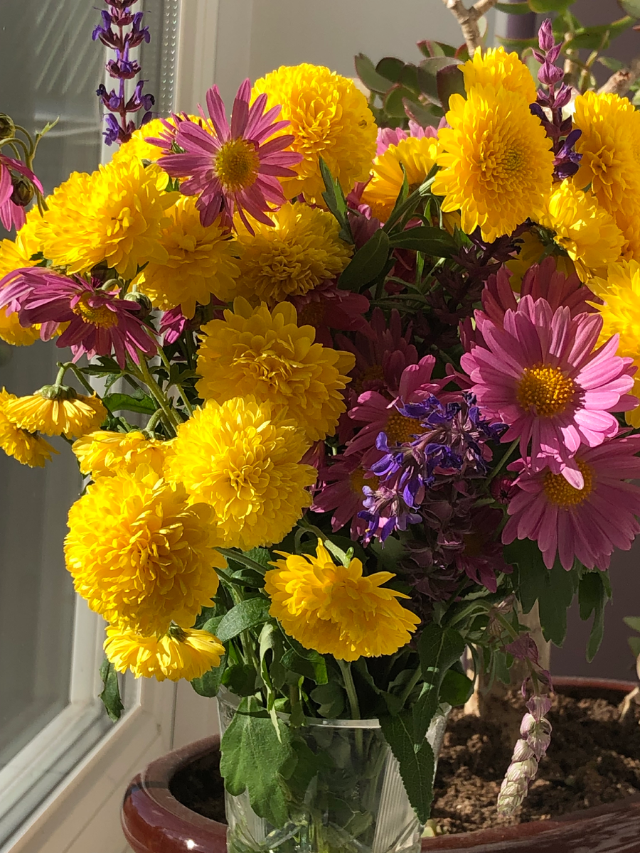 Хризантема Мишель, 2024