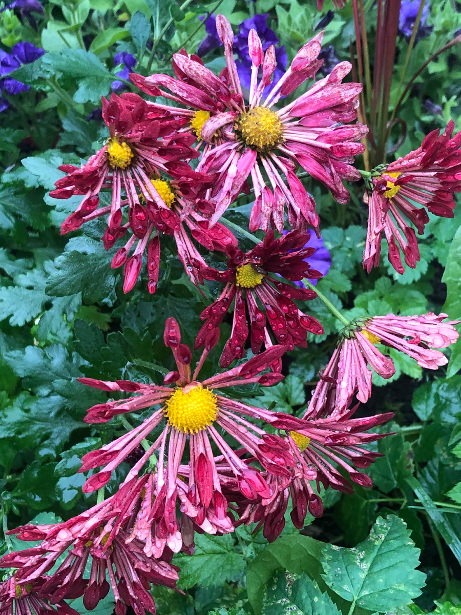 Хризантема Вересневый бисер, 2024