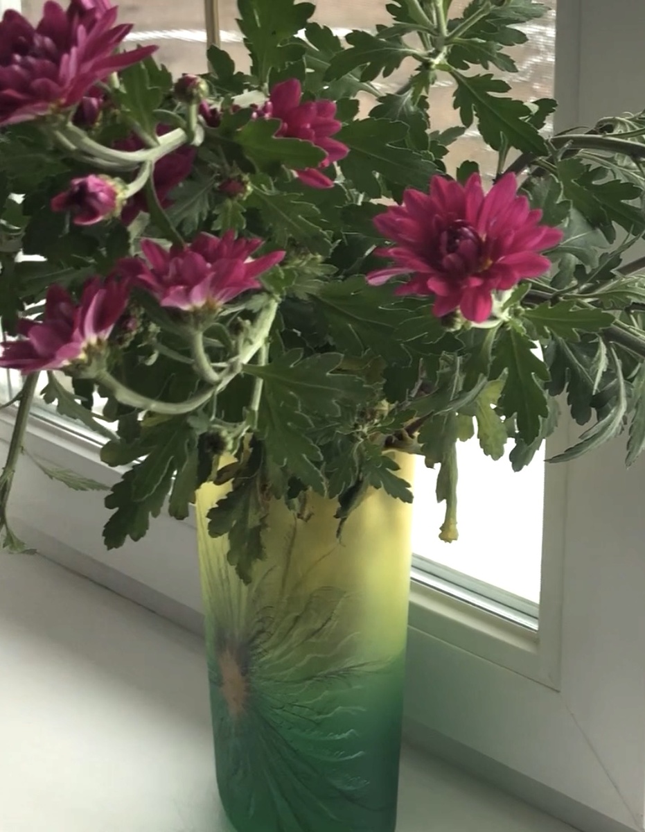 Хризантема Ягуар Пёрпл, 2024. Листайте вправо