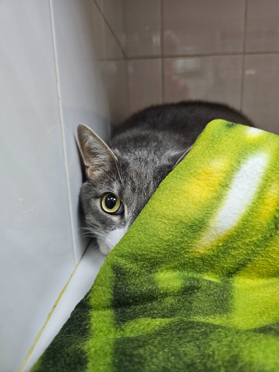 Кошка на стационаре в Ветеринарном Госпитале 