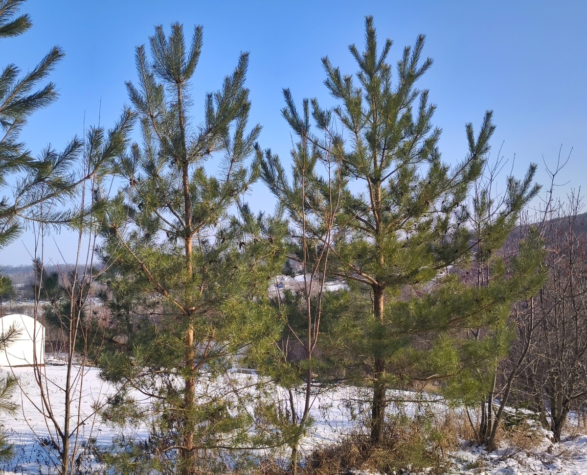 Сосна обыквенная в саду