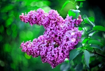 Ветка сирени.. Такая есть почти в каждом нашем дворе.