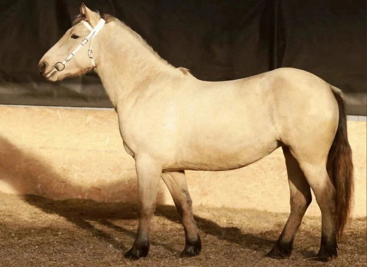 Двухлетняя Басси белорусской упряжной породы