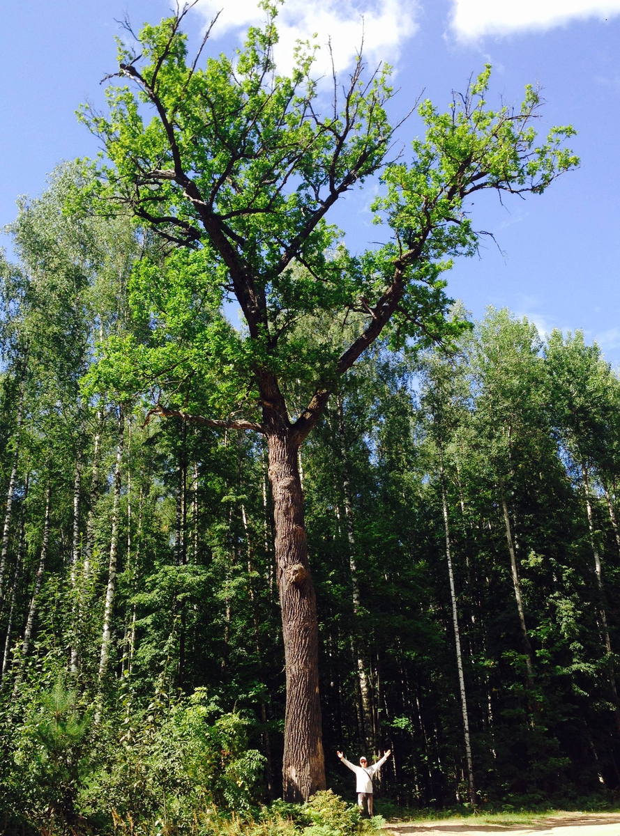 Вековой дуб. Фото автора 