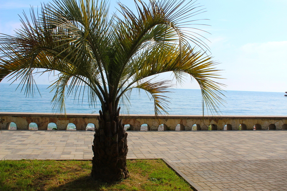 Город Гагра май