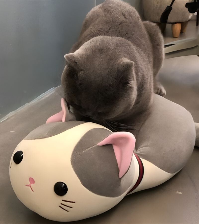 Кот с мягкой игрушкой 
