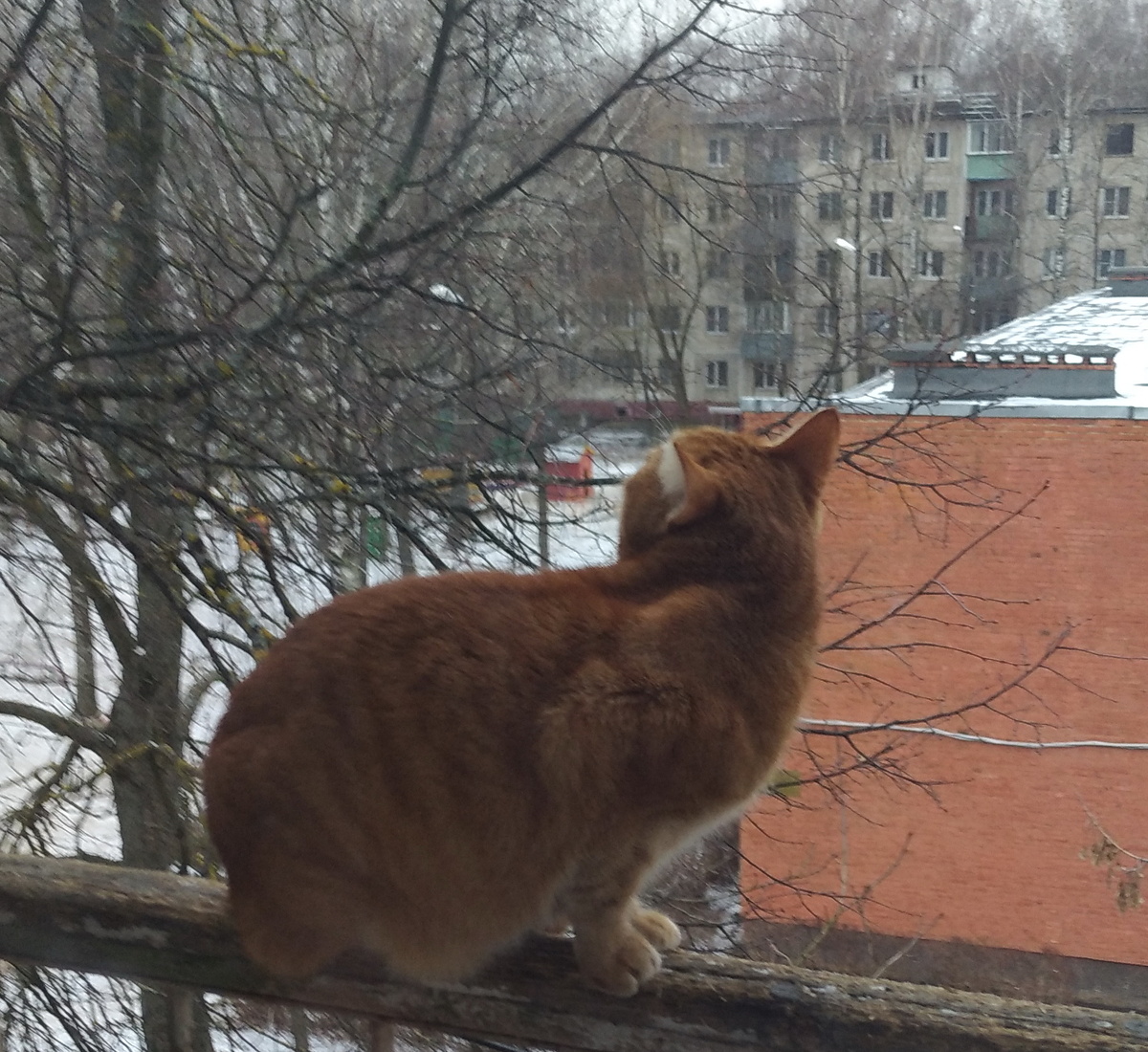 Личное  фото