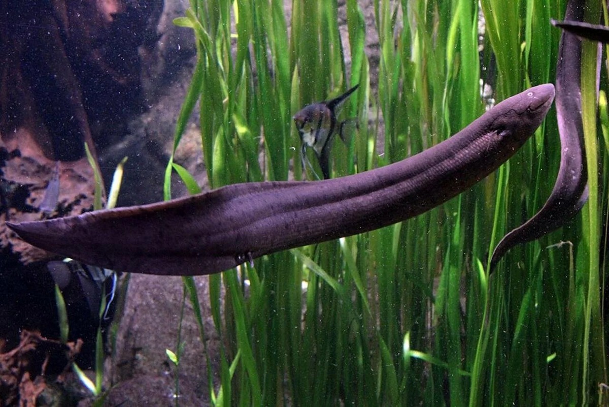 Африканский чешуйчатник. Фото взято из открытого источника Яндекс Картинки.