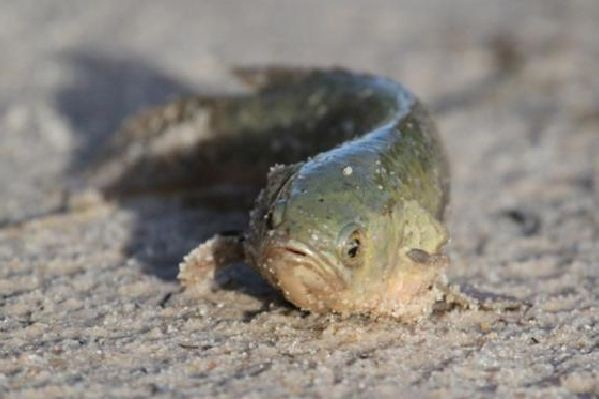 Окунь-ползун (Анабас) Фото взято из открытого источника.