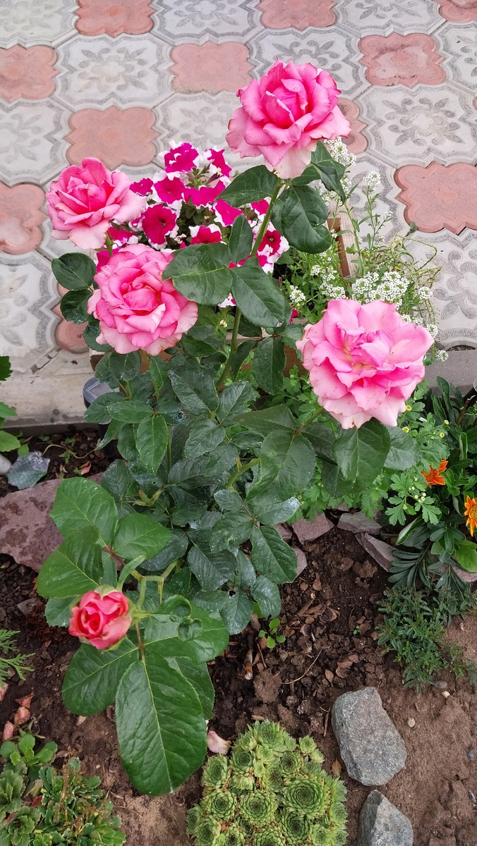 Если не ошибаюсь,то роза- Москва! 