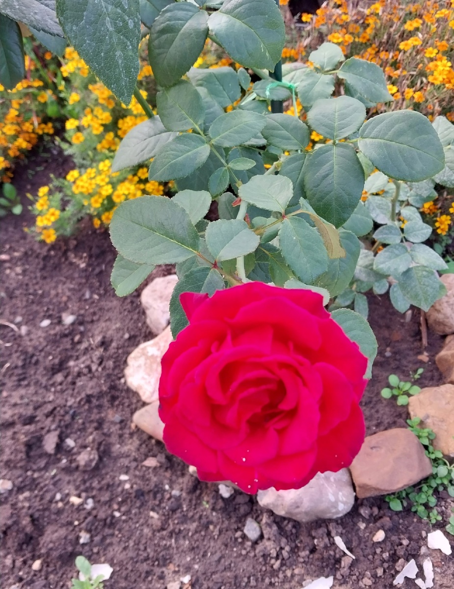 Парковая роза Богатырь))