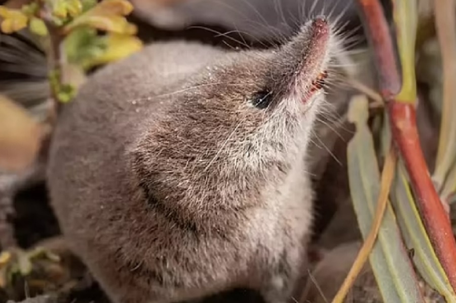  Вирус переносят крошечные землеройки